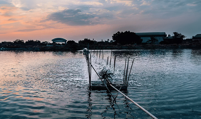 New trial: Yeast derivative supports immunity and intestinal health