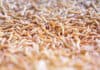 Yeast probiotic Actisaf SC47 improves yellow mealworm larvae yield