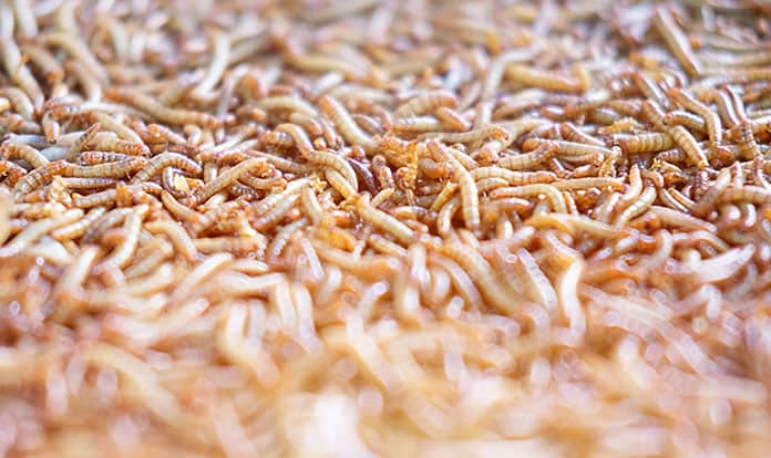 Yeast probiotic Actisaf SC47 improves yellow mealworm larvae yield