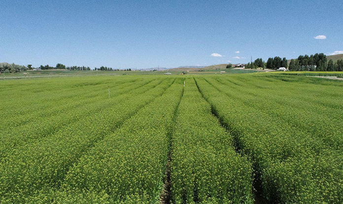 Yield10 Bioscience and Biomar aim to grow fish oil on land