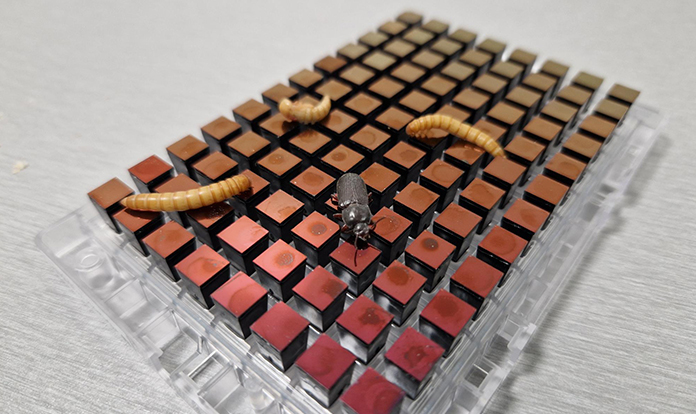 Ÿnsect reveals high-density genotyping chip for insect breeding