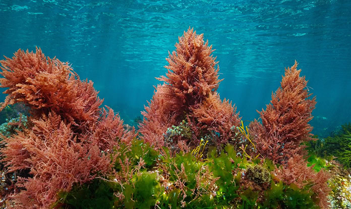 Zivo targets poultry diseases with algal compounds in new partnership