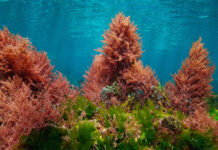 Zivo targets poultry diseases with algal compounds in new partnership