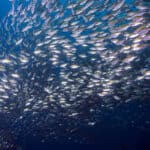 FeedKind Aquafeed Project