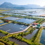 Asia-Pacific Animal Feed Market