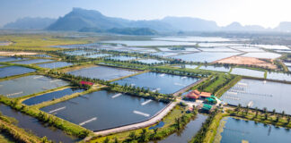 Asia-Pacific Animal Feed Market