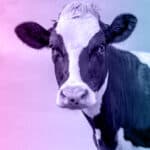 Companies must move faster to deliver meaningful farm animal welfare impacts