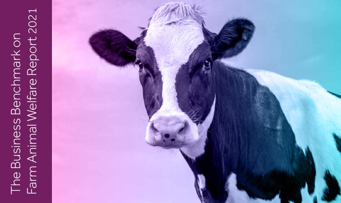 Companies must move faster to deliver meaningful farm animal welfare impacts