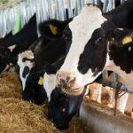 dsm-firmenich ANH joins MSC as strategic partner