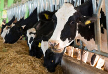 dsm-firmenich ANH joins MSC as strategic partner