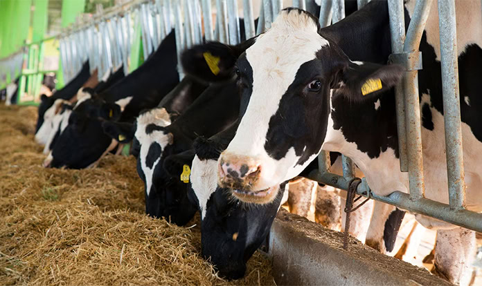 dsm-firmenich ANH joins MSC as strategic partner