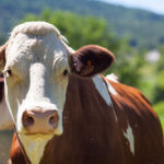 dsm-firmenich and A-Systems partner to reduce environmental footprint of feed