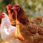 dsm-firmenich and Agrifirm join forces for sustainable and responsible poultry production