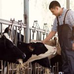 dsm-firmenich and Bureau Veritas sign MoU for sustainable animal protein