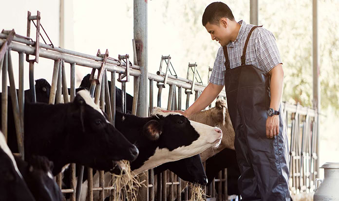 dsm-firmenich and Bureau Veritas sign MoU for sustainable animal protein