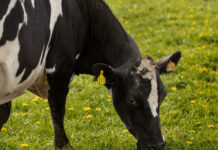 dsm-firmenich and FarmTrace unite to boost sustainable farming