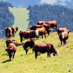 dsm-firmenich and Format Solutions collaborate for sustainable feed