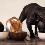 dsm-firmenich and NutriLeads explore prebiotic fiber potential for pet foods
