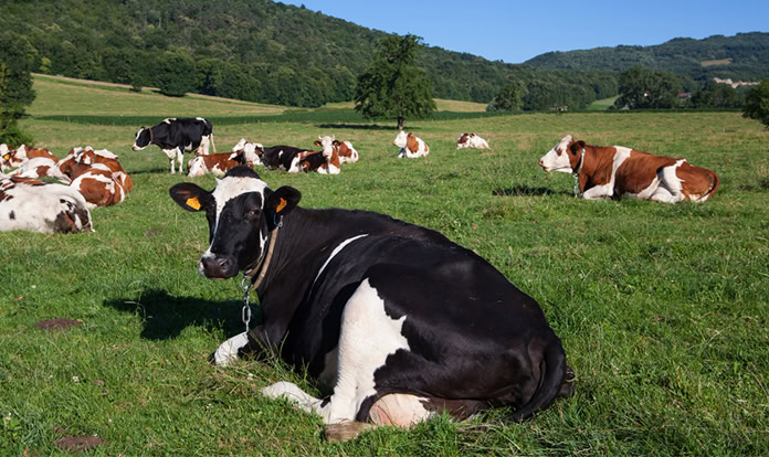 dsm-firmenich and SFR partner for Sustell