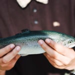 dsm-firmenich expands Hy-D® EU approval to aquaculture