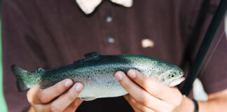 dsm-firmenich expands Hy-D® EU approval to aquaculture