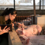 dsm-firmenich introduces postbiotic additive for piglet resilience