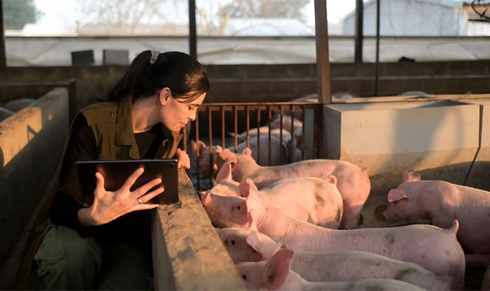 dsm-firmenich introduces postbiotic additive for piglet resilience