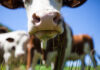 dsm-firmenich launches AI module for dairy farm management
