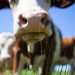 dsm-firmenich launches AI module for dairy farm management