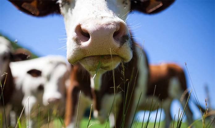 dsm-firmenich launches AI module for dairy farm management