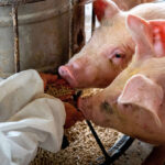 dsm-firmenich launches new adaptative nutrition concept for pigs