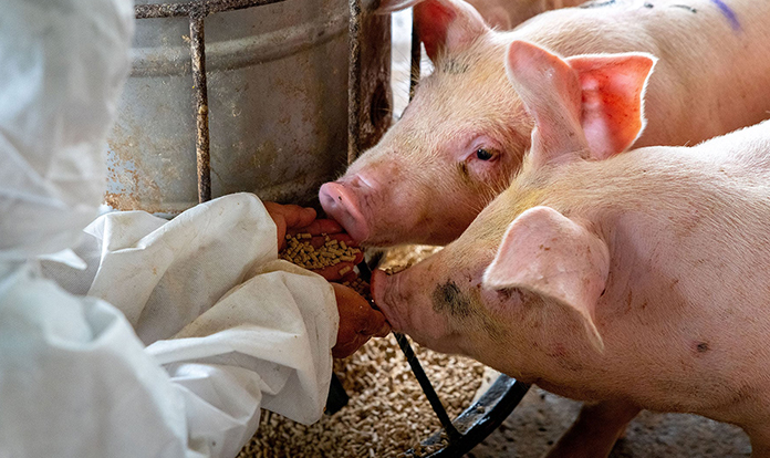 dsm-firmenich launches new adaptative nutrition concept for pigs 