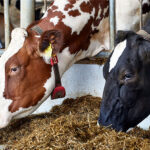 dsm-firmenich receives UK approval for Bovaer