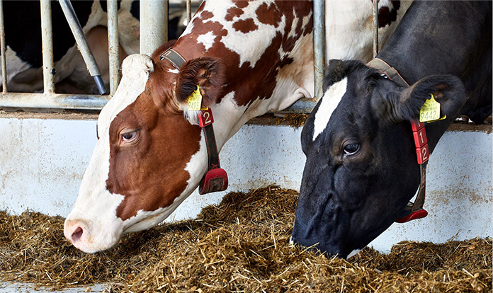 dsm-firmenich receives UK approval for Bovaer