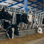 dsm-firmenich secures market approval for Bovaer in South Korea