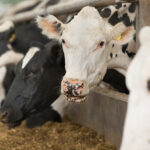 dsm-firmenich selects ABB to supply automation system for Bovaer facility