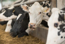 dsm-firmenich selects ABB to supply automation system for Bovaer facility