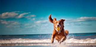 dsm-firmenich to showcase new omega-3 range