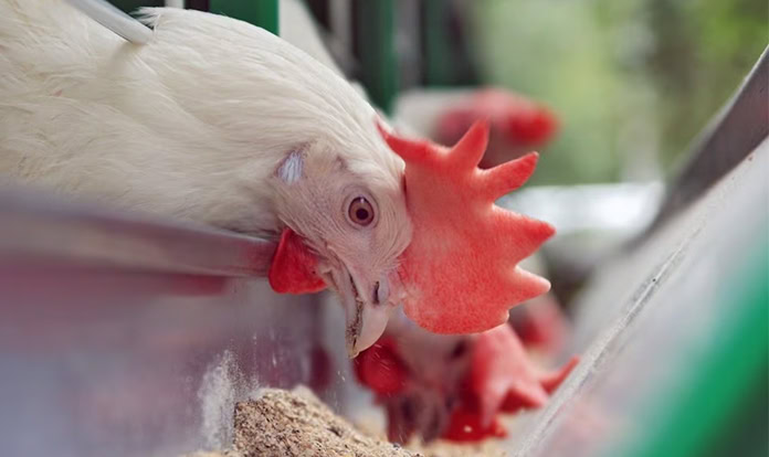 dsm-firmenich unveils EU authorization for Hy-D® 