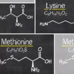 Global Feed Amino Acids Market