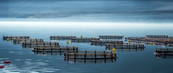 The Shining Star of the Sector: FISH FARMING AND TRENDS