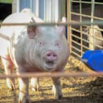 Should origin come into the calculation when formulating poultry and swine feeds?