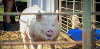 Should origin come into the calculation when formulating poultry and swine feeds?