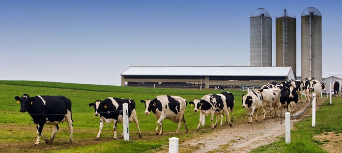 Global Compound Feed Industry and Trends