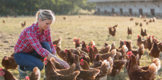 Global Poultry Feed Market