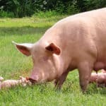 Global Pig Industry and Trends