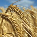 Global food prices decline in July