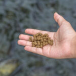 Nutritional emulsifiers to improve lipid utilization in fish