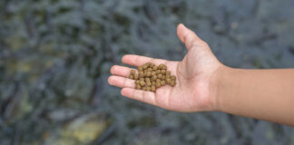 Nutritional emulsifiers to improve lipid utilization in fish