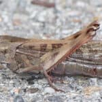 IPIFF welcomes approval of draft regulation on migratory locust